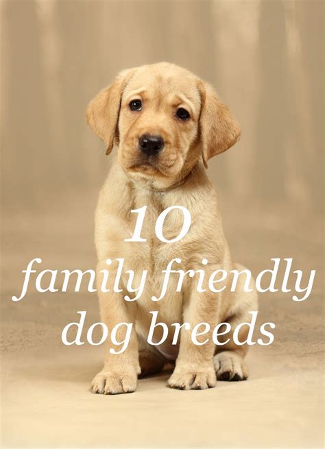 These are the top 10 family friendly dog breeds | Family friendly dogs, Friendly dog breeds, Dog ...