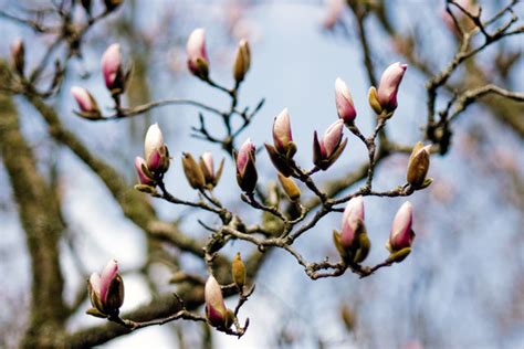 Budding Flowers - Plant & Nature Photos - Zing Photography