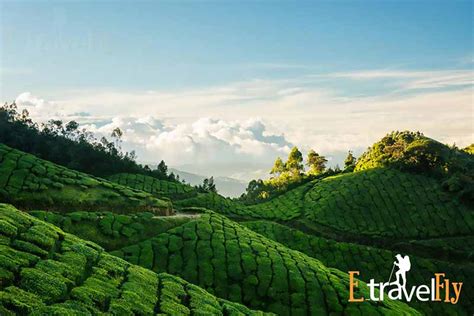 kolukkumalai world highest organic tea plantation Jeepsafari-sunrise-camp