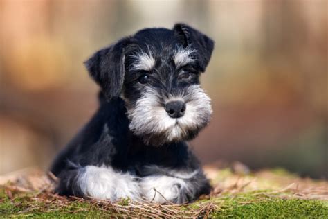 Are Miniature Schnauzers Hypoallergenic? Do They Shed a Lot? » Petsoid