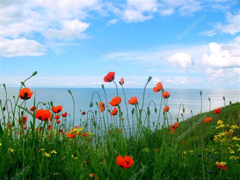 Landscape with poppy field, sea ⬇ Stock Photo, Image by © Natalija.M #2541846