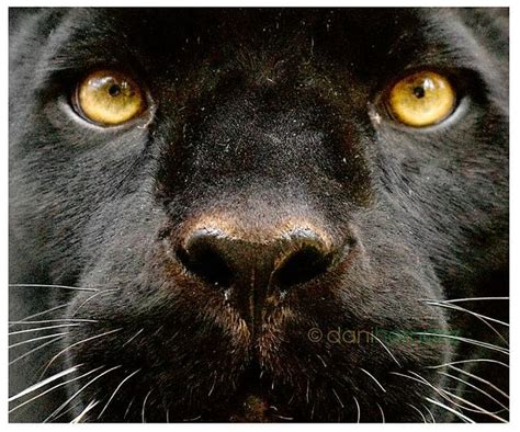 🔥 [46+] Black Panther Blue Eyes Wallpapers | WallpaperSafari