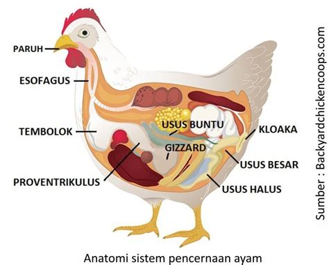 Solusi Menjaga Kesehatan Perncernaan untuk Performa Optimal - PT Medion Ardhika Bhakti