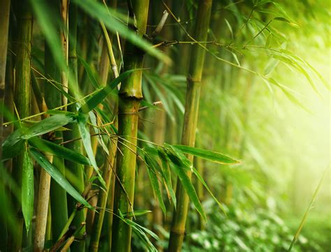 Bamboo Forest Wallpapers High Quality | Download Free