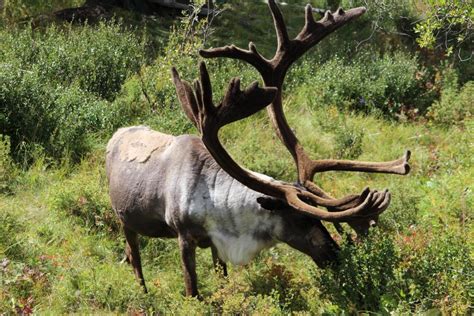 Reindeer Herders at Risk From Vanishing Ice Due to Global Warming