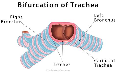 Carina is the ridge just before the bifurcation of trachea, the point where the trachea divides ...