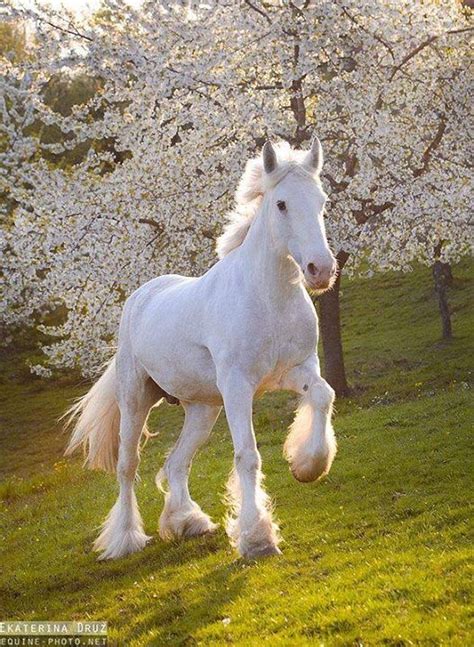 Pretty white prancing horse in front of the white blossoming flower trees. tickled-fancy : Photo ...