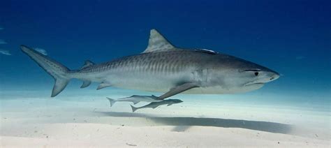 Tiger Shark Fishing in Galveston Bay - FishingBooker