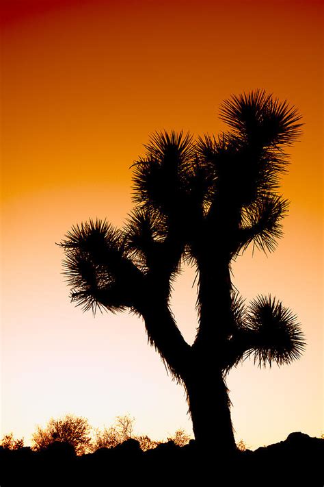 Desert Silhouette Photograph by Aron Kearney