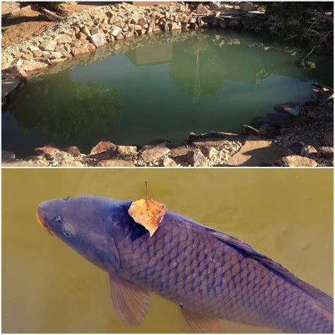 Fish Pond Setup Guide; Suitable Pond Fish Species | Agri Farming