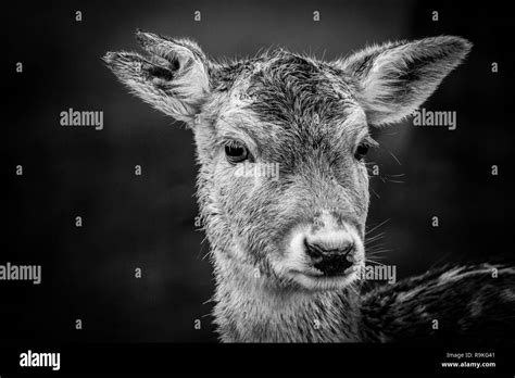 Black fallow deer hi-res stock photography and images - Alamy