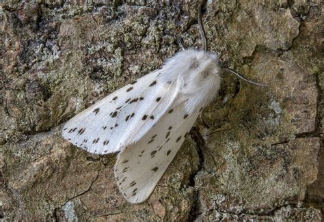 White Ermine Moth– Identification, Life Cycle, Facts & Pictures