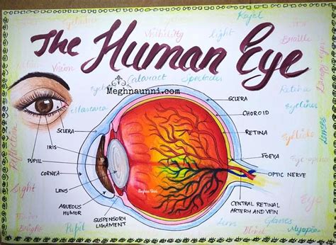 Amazon Com Human Eye Anatomy Classroom Diagram Educat - vrogue.co