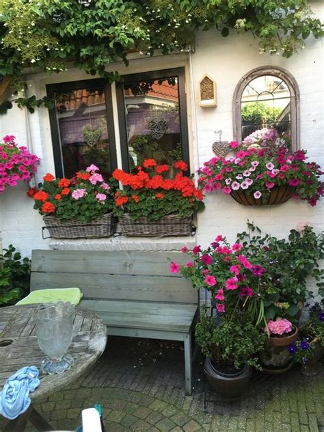 Best tips for how to care geraniums in winter to stay beautiful | My desired home