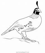 California Quail Bird Coloring Page For Kids  Free Quails Printable sketch template