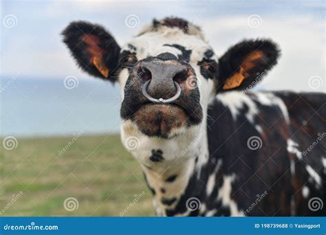 Spotted Cow with a Pierced Nose in Normandy Stock Photo - Image of ...