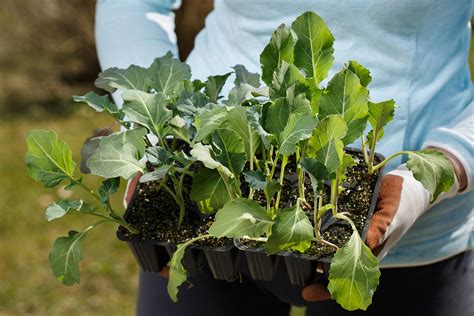 Cauliflower Seed Starting Tips -- Harvest to Table