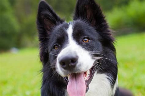 Border Collie Herding Dog Breed Stock Image - Image of grass, active: 100606403