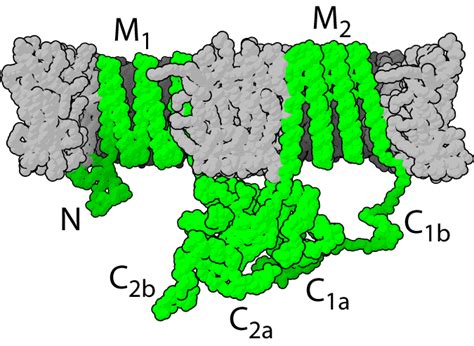 Adenylate cyclase - wikidoc