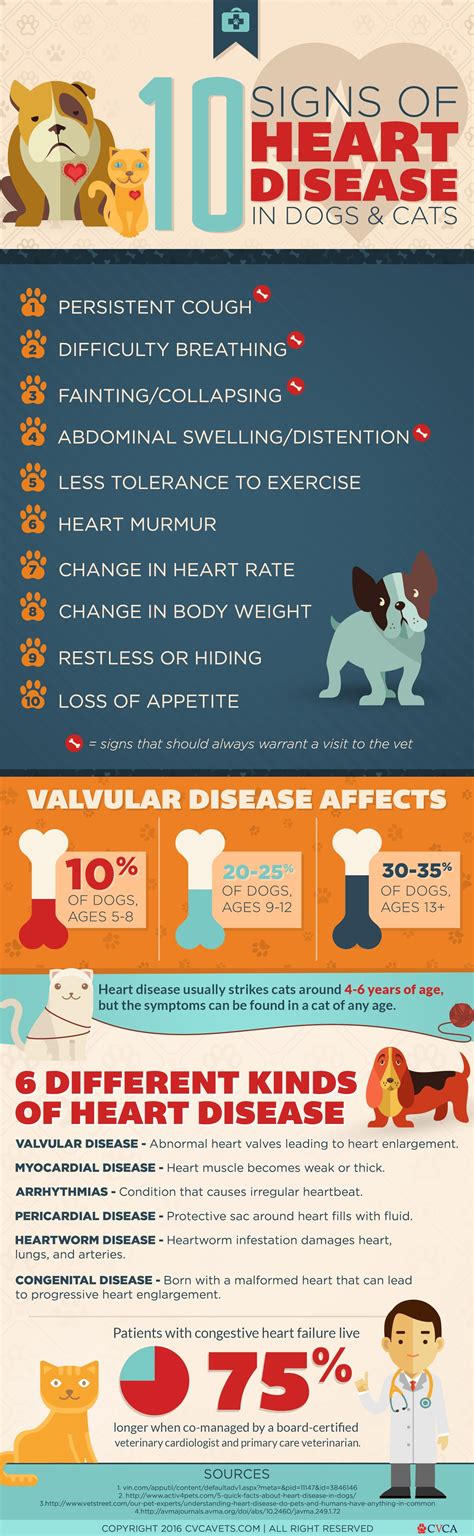 Symptoms of Heart Disease in Dogs & Cats | Cardiac Care for Pets