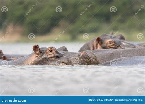 Hippopotamus, Hippopotamuses, Hippopotami, Hippopotamus Amphibius ...