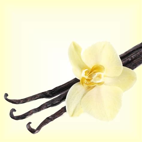 Vanilla Fragrance Oil