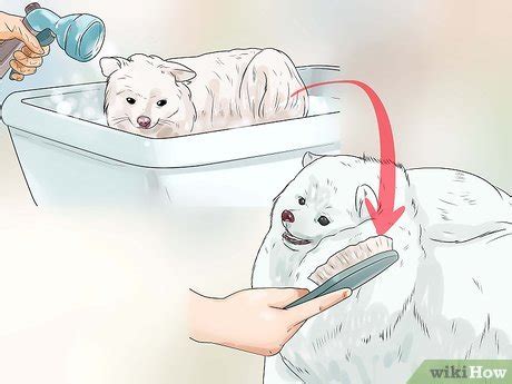 How to Groom a Pomeranian: An Easy-to-Follow Guide