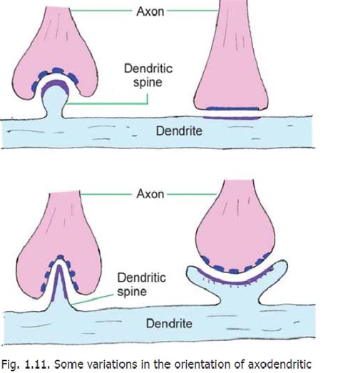 Classification of Synapses