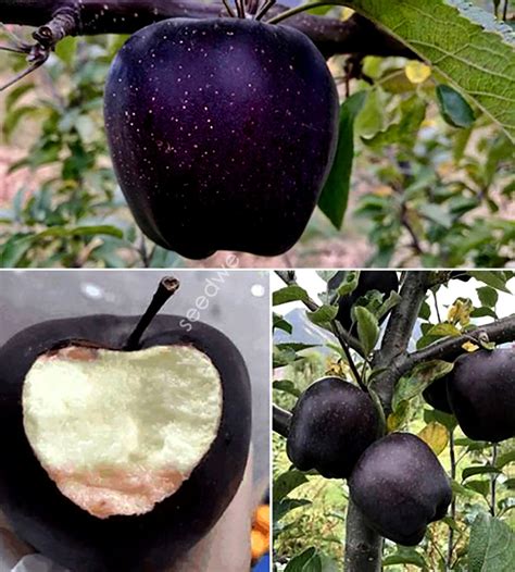 Rare 15 Black Diamond Apple Seeds Heirloom Exotic Garden Fruit Semillas Sementes Saat Semi ZADEN ...