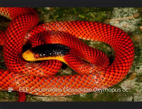 Yellow headed calico snake. Peruvian red snake, Amazon Reptiles And Amphibians, Peruvian, Calico ...