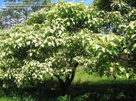 PlantFiles Pictures: Candlenut Tree, Varnish Tree, Kukui, Indian Walnut ...