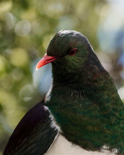 The NZ bird of the year, either being curious or judgemental : r/newzealand