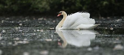 4 Especies Increíbles de la fauna de Dinamarca. | Destinos