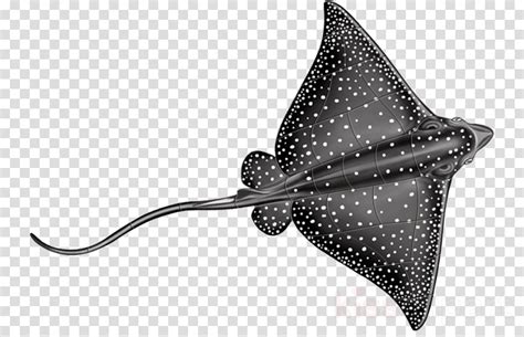 transparent manta ray clipart - Clip Art Library