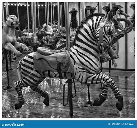 Carousel Zebra stock image. Image of blackandwhite, carousel - 165788491