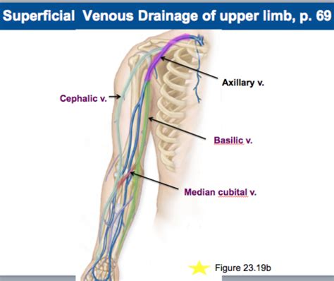 Venous drainage of upper limb - Superficial Flashcards | Quizlet