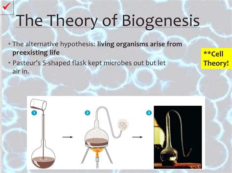 PPT - Germ Theory PowerPoint Presentation, free download - ID:2638961