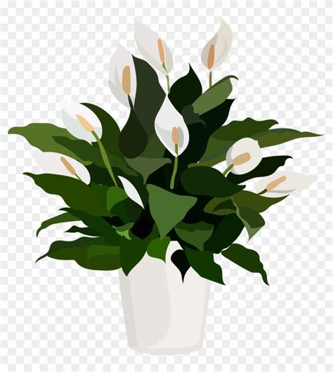 Peace Lily Flowers, HD Png Download - 1200x1288(#1293868) - PngFind