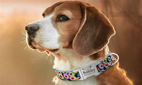 Best Personalized Dog Collars 2024 – For All Sized Dog – Pet Guide Reviews