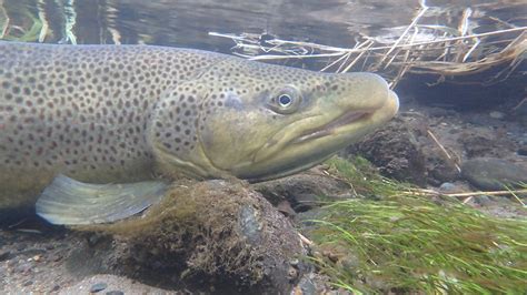 Livingston Montana Spring Creeks - Get Lost in America Fly Fishing