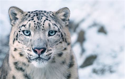 Amazing Photographs of Endangered Species by Tim Flach | Nhiếp ảnh động vật, Nhiếp ảnh gia, Động vật