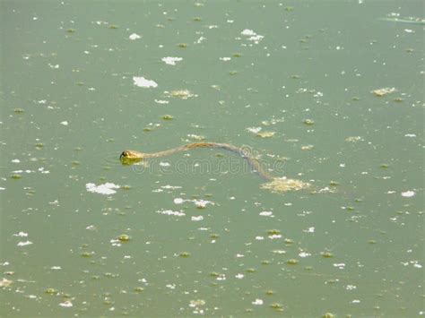 Freshwater snakes stock image. Image of vacation, freshwater - 53754815