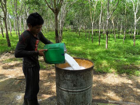 File:Rubber Tree Plantation, Tambanan, Naga, Zamboanga Sibugay.JPG - Philippines