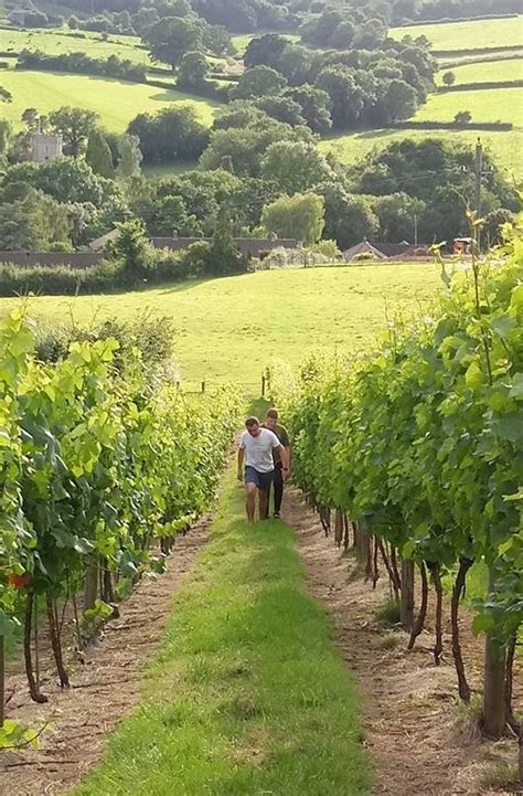 Vineyard Tours – Dalwood Vineyard