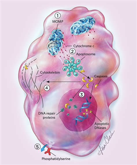 Infographic: How Cells Cheat Death | The Scientist Magazine®