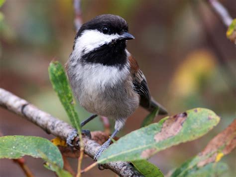 Chestnut-backed Chickadee - eBird | Chickadee, Chestnut, Species