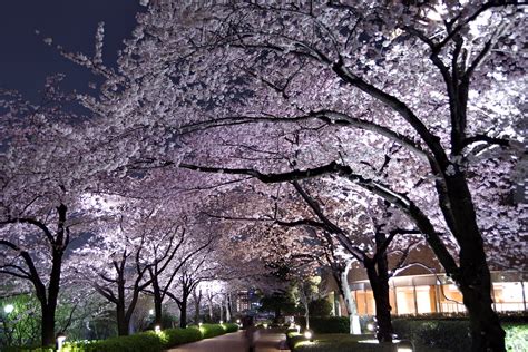 Tokyo Sakura night walkers | IMGP2974 | Hideya HAMANO | Flickr