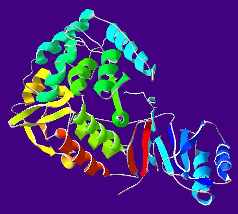 Phenylalanine hydroxylase | Psychology Wiki | FANDOM powered by Wikia