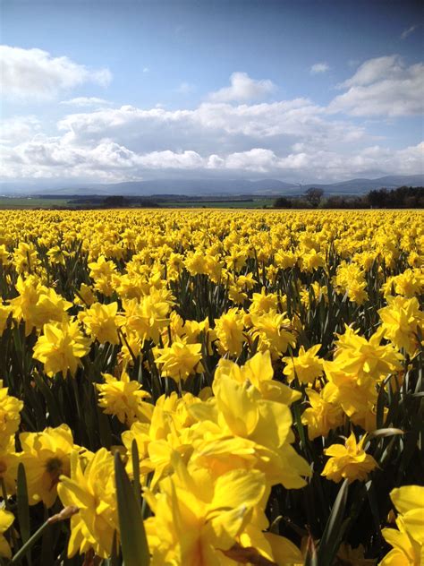 Daffodil Field in the Mearns