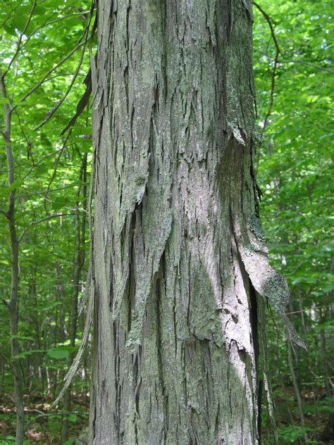 Spicebush Log: Bark